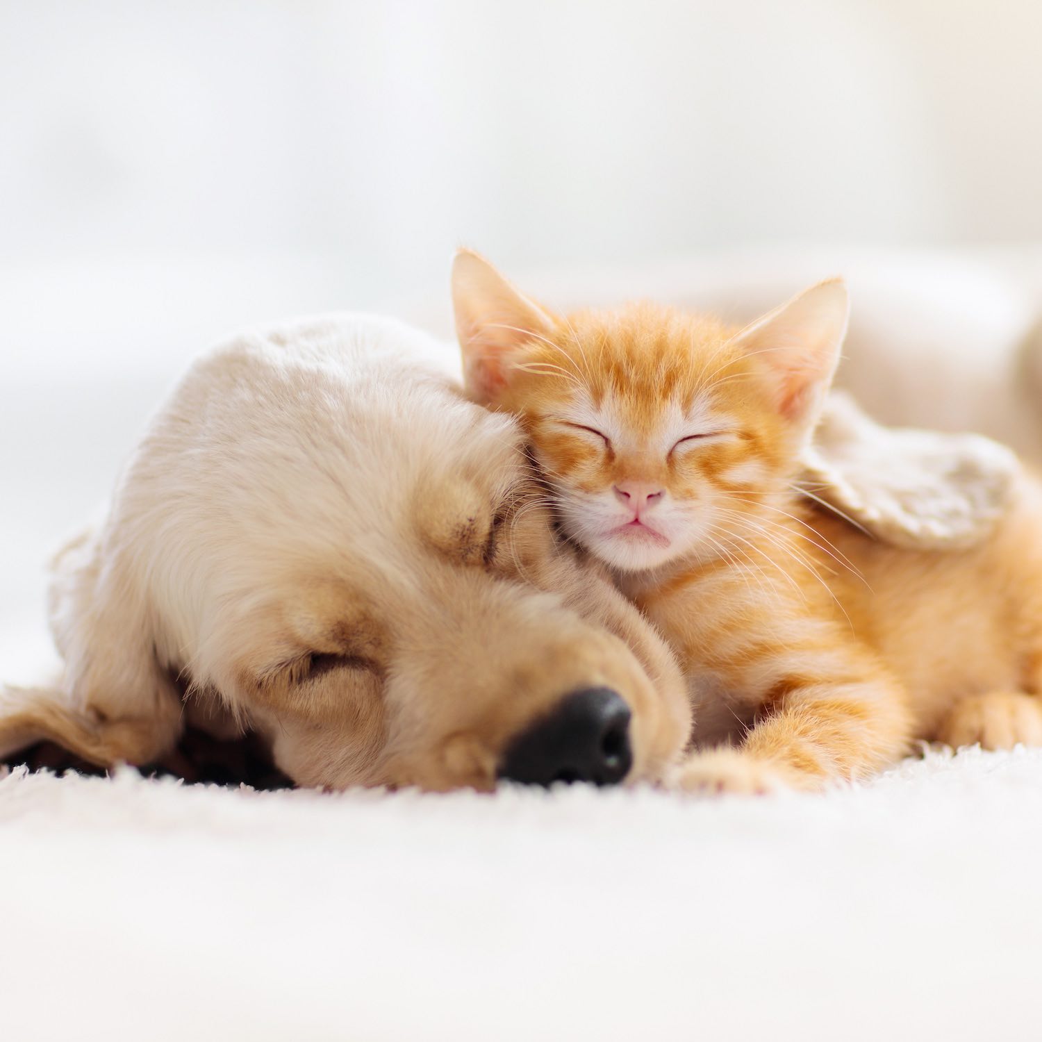 Produits vétérinaires, Pharmacie d'Archamps, Archamps, Neydens